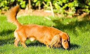 貓咪的耳朵為什么長毛毛