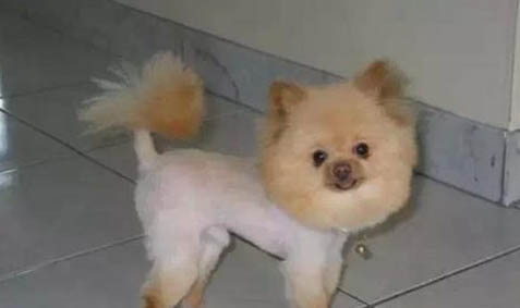 狗狗得細小病毒有哪些癥狀？