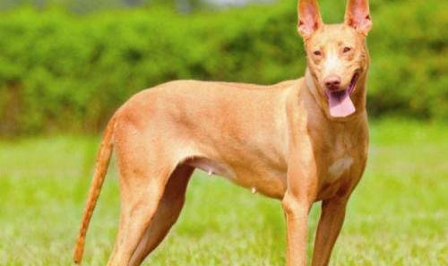 美國水獵犬干咳是什么原因