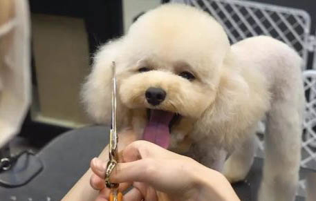 養狗需要準備些什么