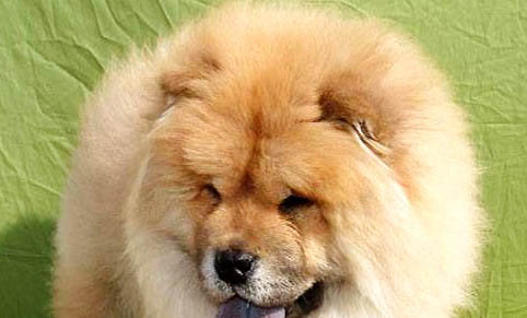 松獅犬有什么優缺點？