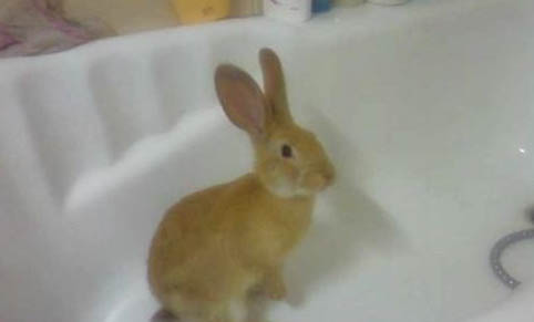 寵物兔跺腳有哪些原因