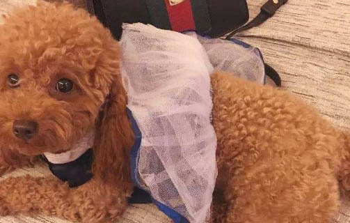 犬瘟抽搐一般多久脫離危險