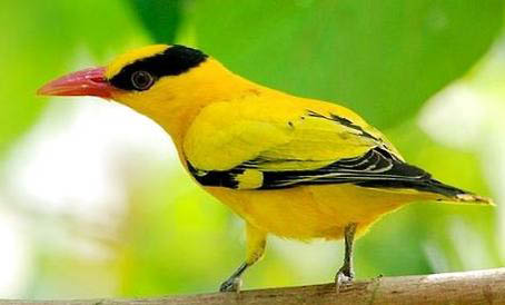 野生黃鸝鳥吃些什么?