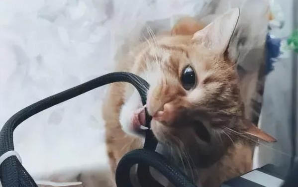 小貓咪肚子一直叫