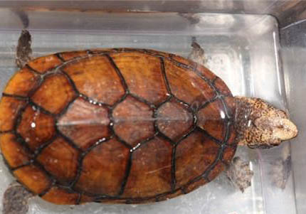 斑紋泥龜好養嗎