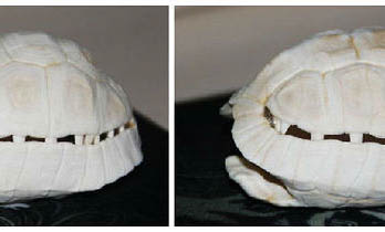 豹紋陸龜公母可以放在一起養(yǎng)嗎