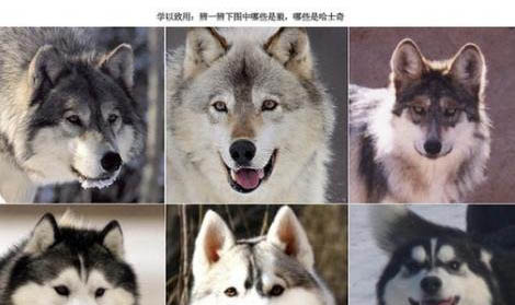 哈士奇狗糧哪個牌子好