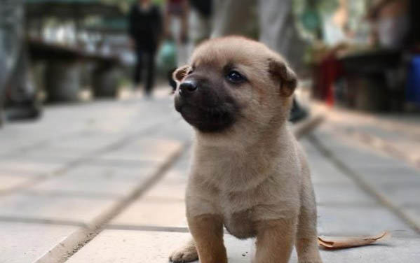 狗狗總是撓癢癢怎么回事