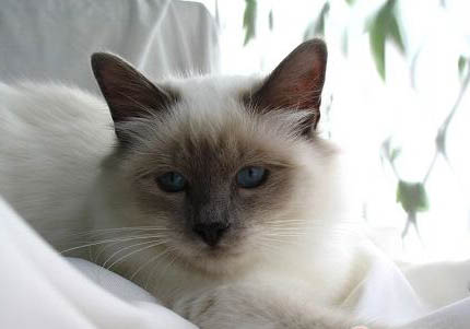 伯曼貓嘔吐拉肚子的原因及處理方法