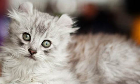 美國卷耳貓太瘦了,可能是以下原因: