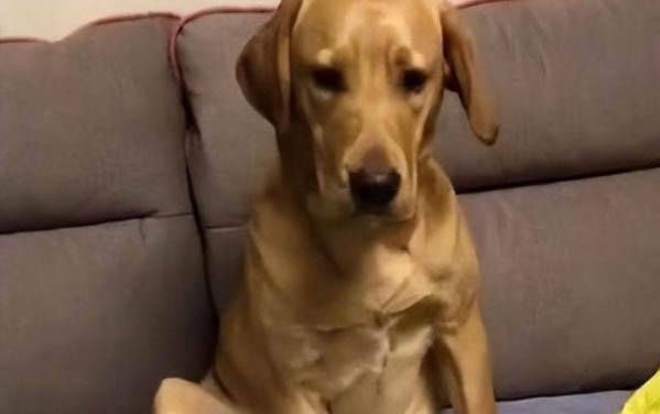 狗狗冬天怕冷嗎,狗狗怕冷的表現