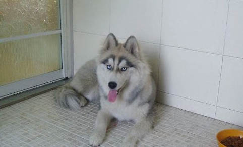 如何解決禁養犬的去處問題