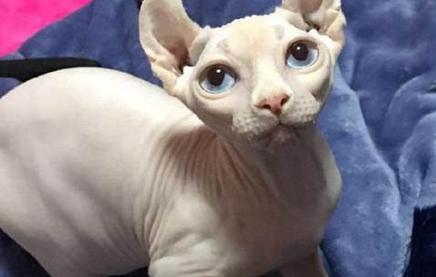 母貓如何才能知道自己有沒有懷孕？