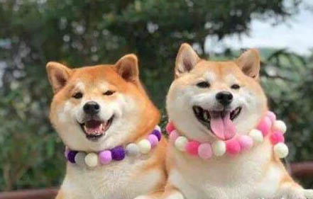 柴犬一天吃多少狗糧
