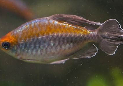 冷水觀賞魚有哪些品種？