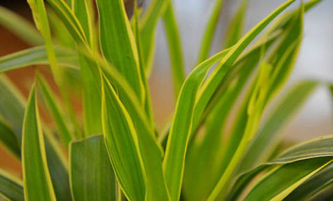 吊蘭對(duì)貓有毒嗎