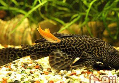 清道夫魚吃什么食物有哪些