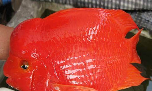 迷你鸚鵡多久不帶幼崽?