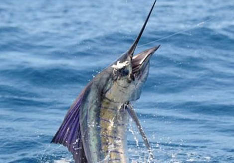 新手養魚應該如何養水?