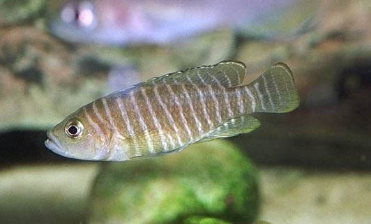 新手如何選購魚缸