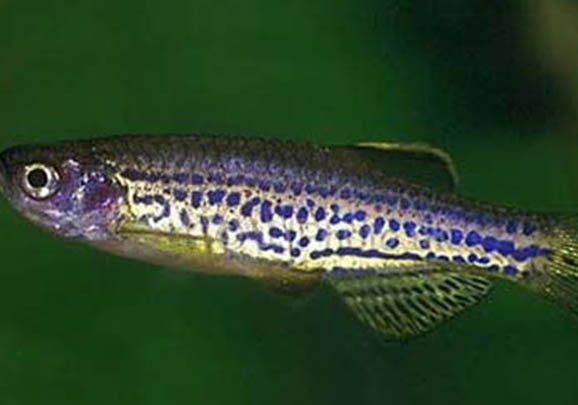 斑馬魚多久喂一次飼料