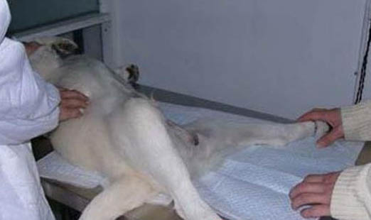 公犬發(fā)情期大概持續(xù)多久？