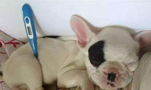 沒有狗狗證的狗狗怎么處理