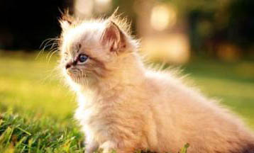 蒂凡尼貓尿結石的原因及處理方法