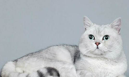 短毛下司犬是不是純的