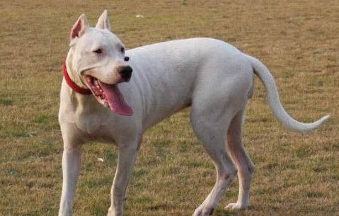 杜高犬受涼的癥狀有哪些