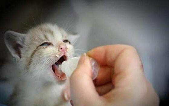 小貓眼睛睜不開是咋回事