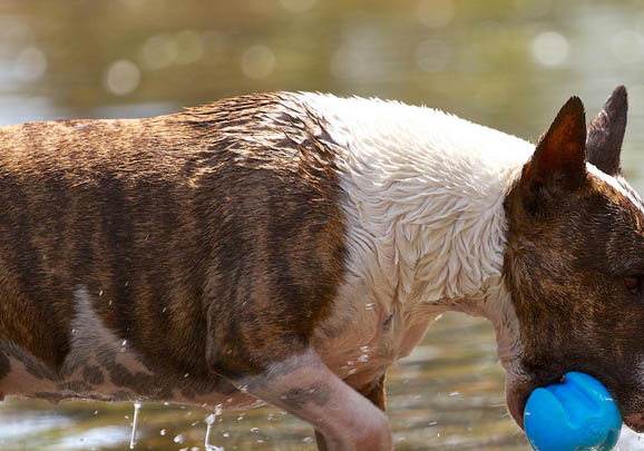 牛頭梗幼崽多少錢一只?