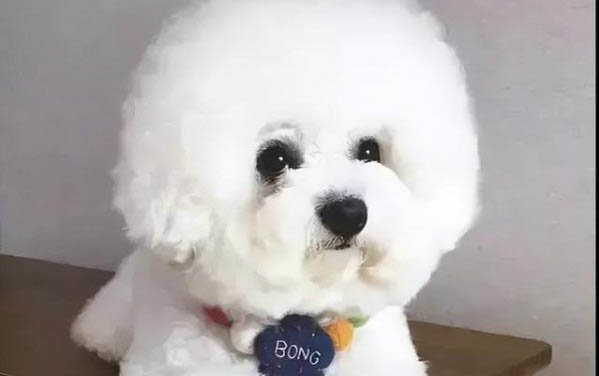 細小傳染狗狗的幾率大嗎
