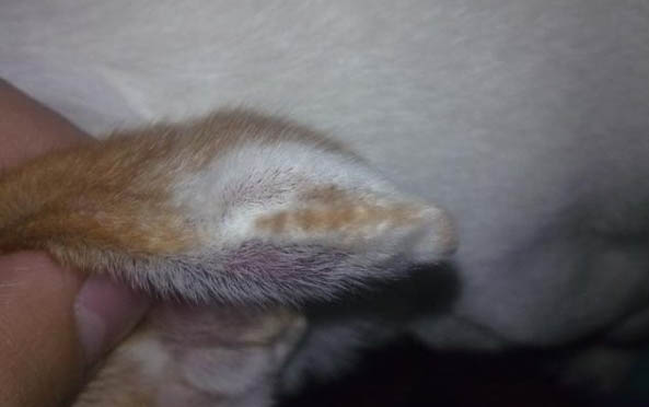 為什么狗狗身上會有寄生蟲