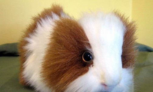 荷蘭垂耳兔多少錢一只