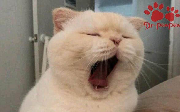 貓咪得了腦炎還能活多久？
