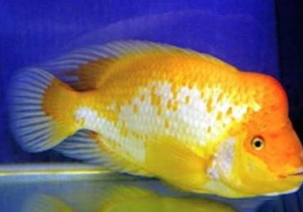 鉆石彩虹魚怎么養