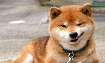 太原血統純正柴犬幼犬都吃什么