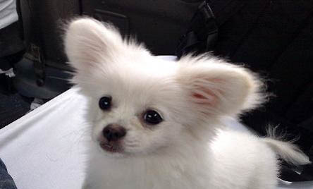 蝴蝶犬吐白色粘稠液體的原因及處理方法