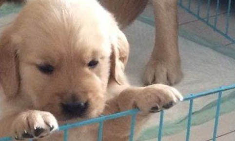 拉布拉多幼犬特征辨別