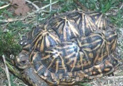 陸龜品種有哪些