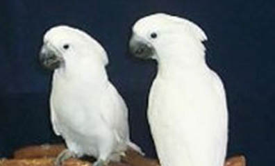 熱帶魚鸚鵡水溫多少合適