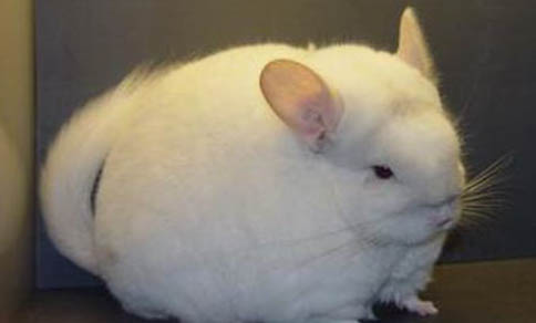 純黑龍貓可以訓(xùn)練嗎