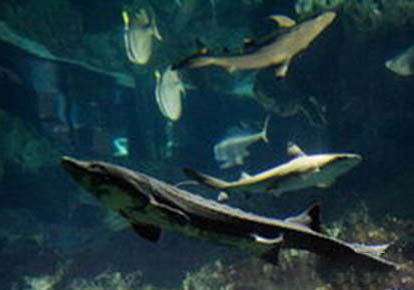 魚掉鱗片是怎么回事