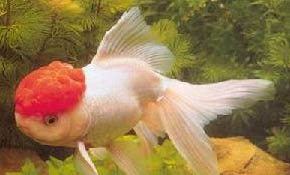 米奇魚生小魚前兆？