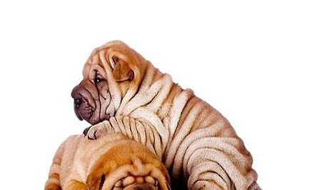 很少有人養(yǎng)沙皮狗的原因