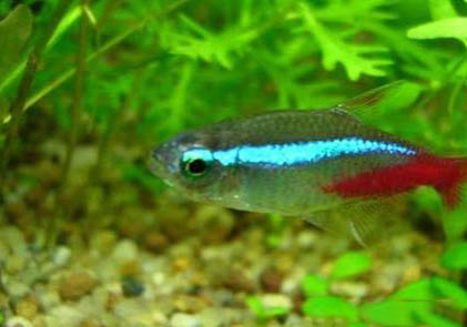 紅綠燈魚餓不死