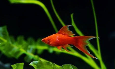 魚為什么會爛尾