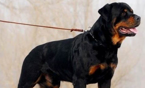 如何改善狗狗淚痕